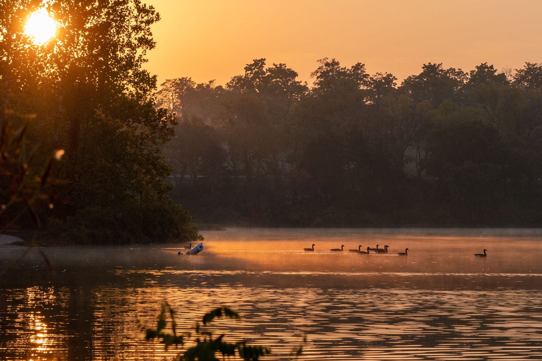 Sunrise over a peaceful Kansas lake with ducks swimming across calm water and warm autumn colors.