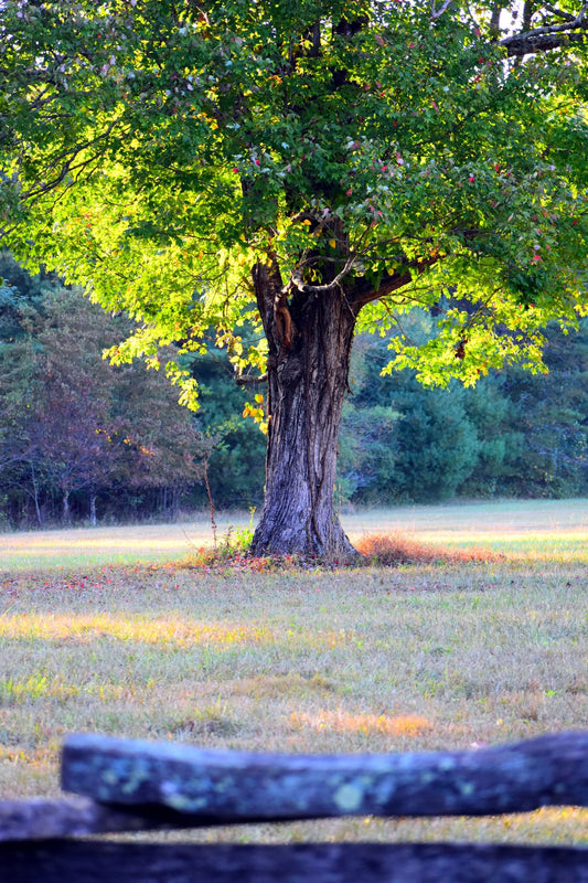 Quiet Tennessee countryside landscape representing the Murfreesboro area in late fall