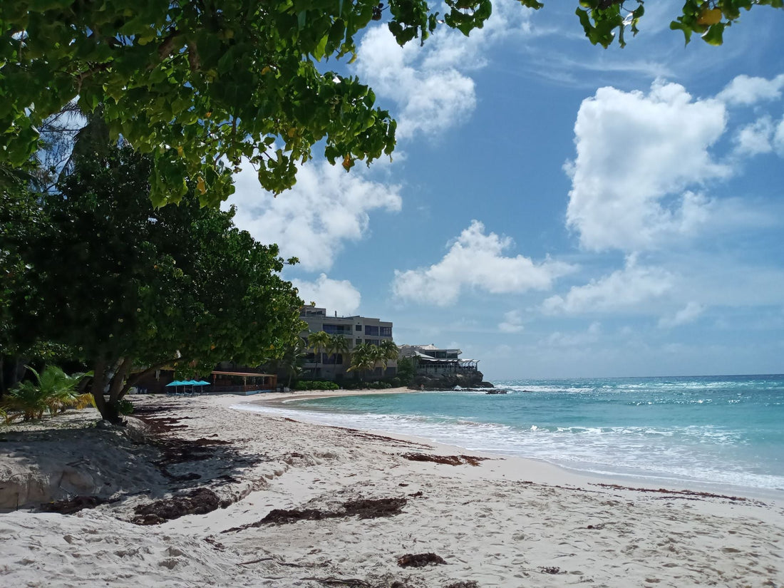 Leafy trees shade a sandy Barbados beach beside turquoise water, with waterfront buildings and clouds in the distance.