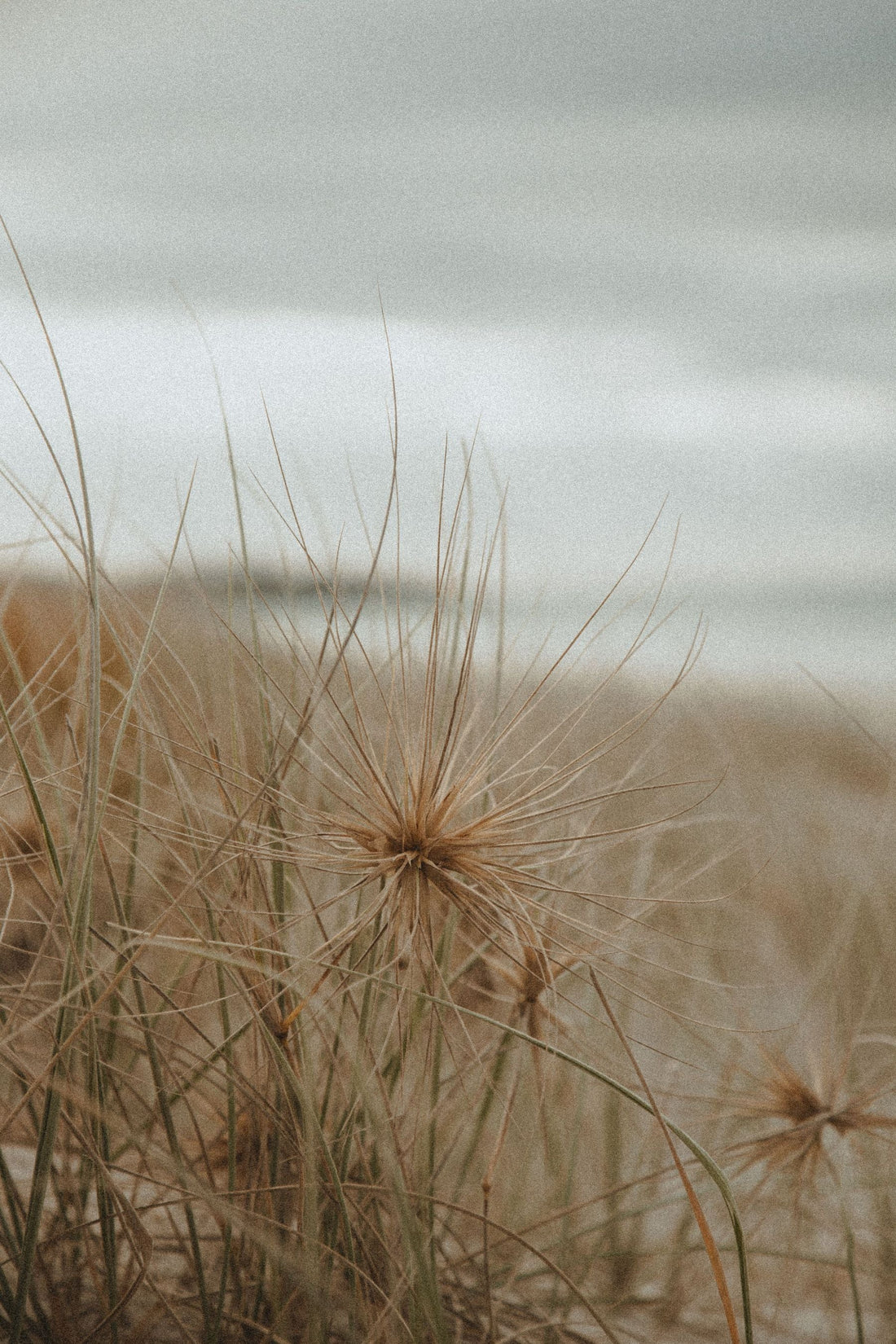 Coastal grass and ocean on a quiet New Zealand beach representing Foxton Beach