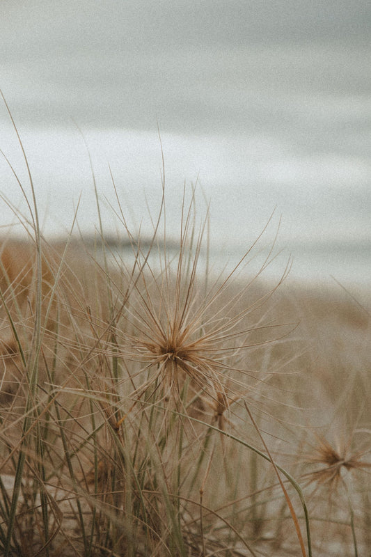 Coastal grass and ocean on a quiet New Zealand beach representing Foxton Beach