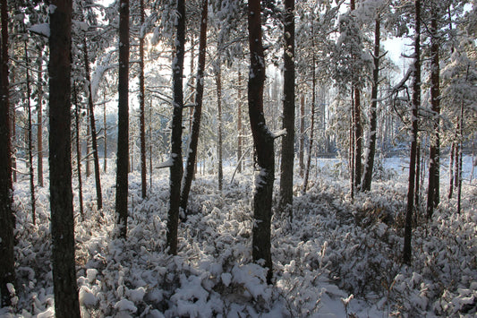 Snow-covered Finnish forest with frosted trees in a quiet winter landscape