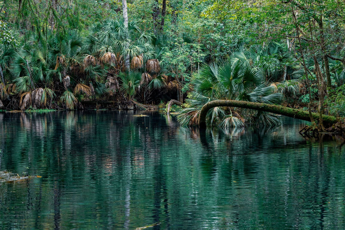 Lush freshwater river and tropical vegetation in North Florida representing the High Springs and Santa Fe River region