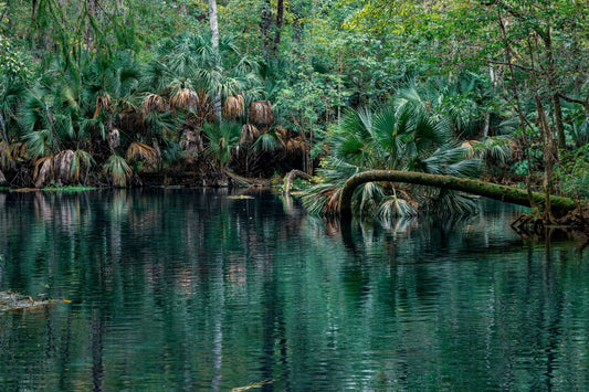 Lush freshwater river and tropical vegetation in North Florida representing the High Springs and Santa Fe River region